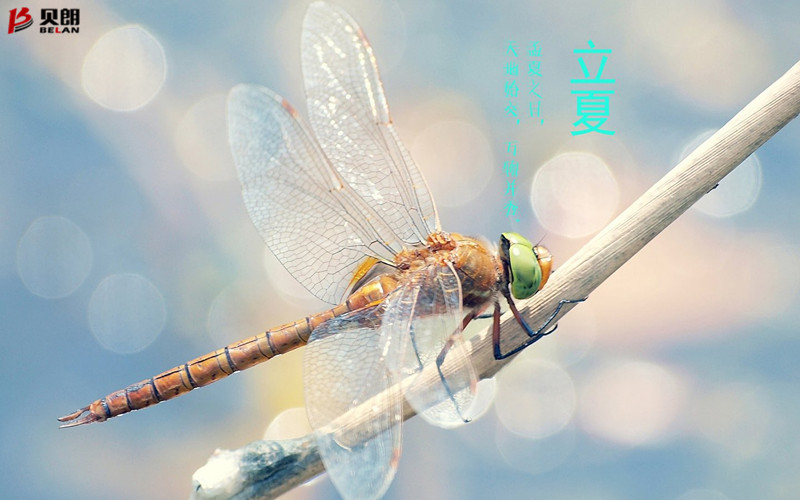 立夏啦！立夏啦！